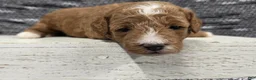 Miniature Poodle dogs for sale: Cooper - Ad 9