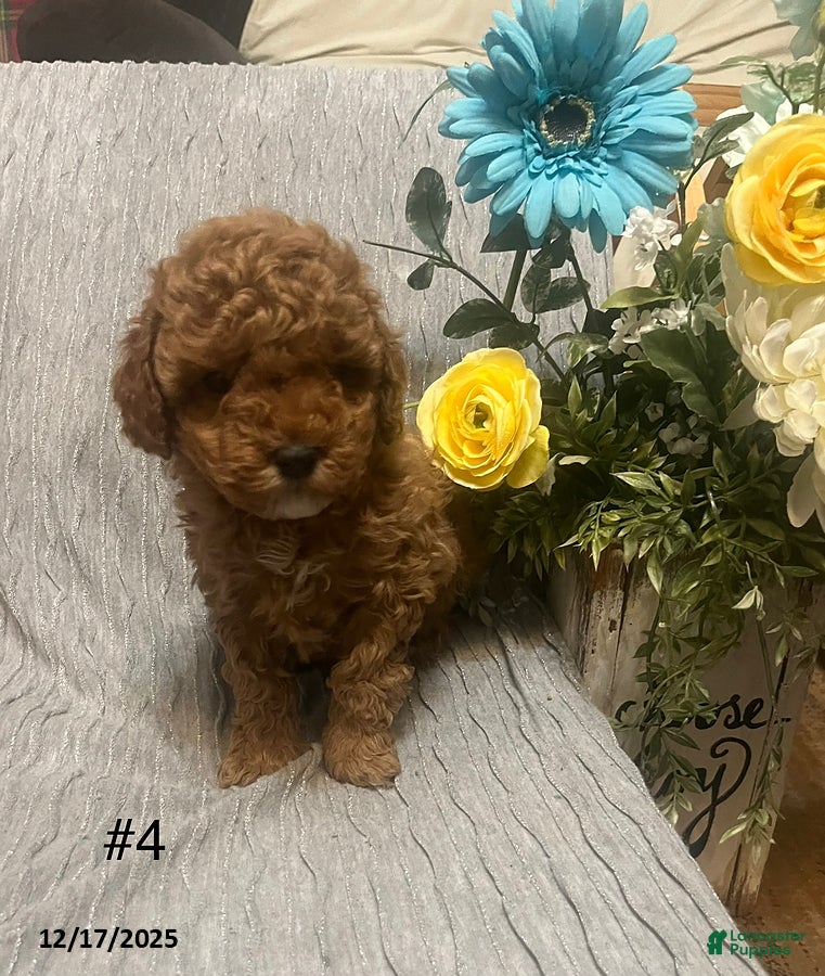 Miniature Poodle dogs Lilly - Ad 27