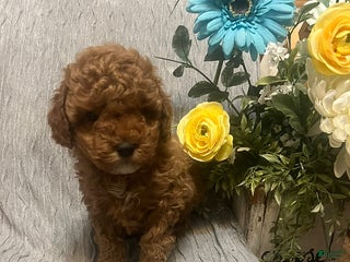 Miniature Poodle dogs Lilly - Ad 27