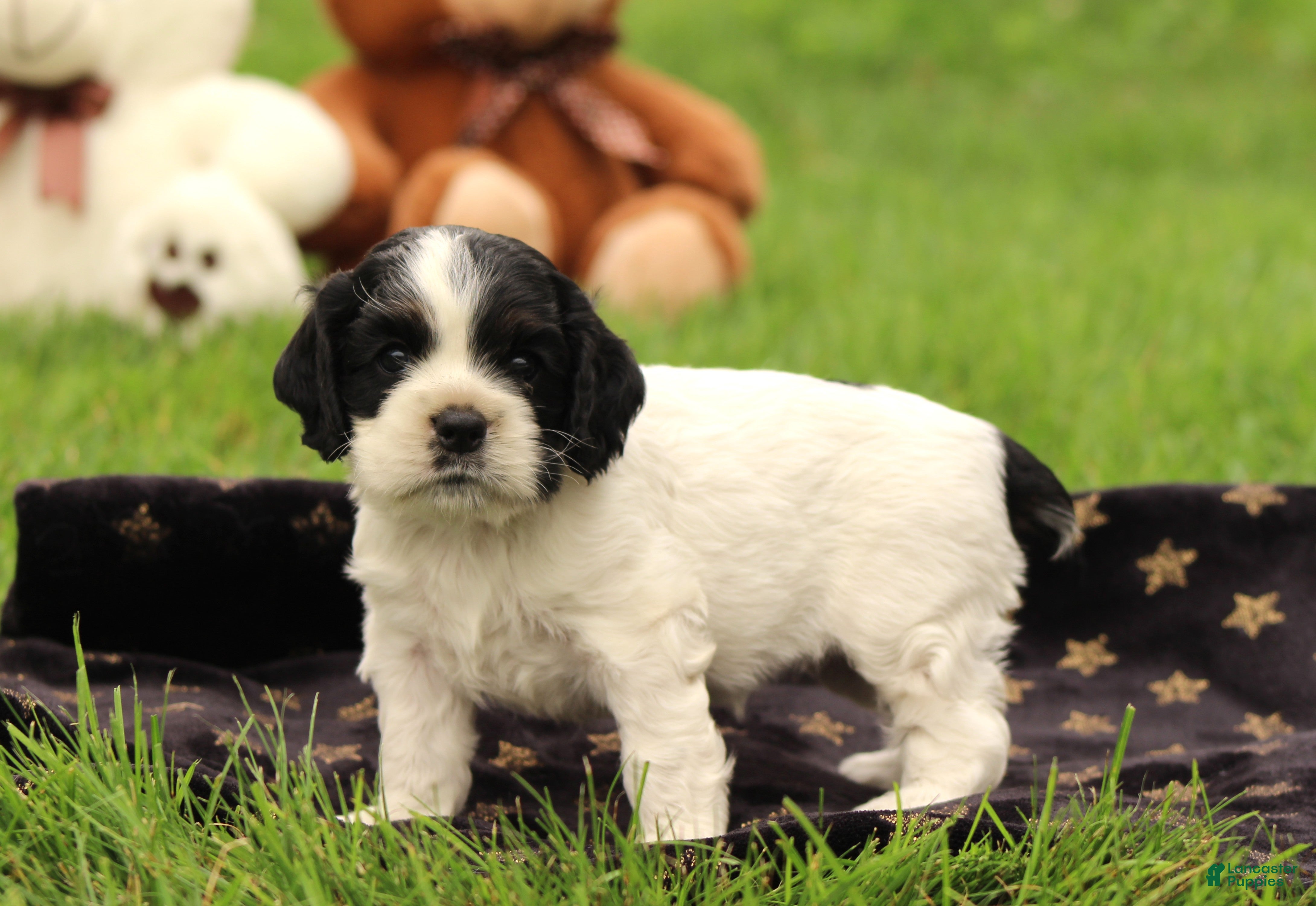 Cocker Spaniel dogs Willow - Ad 2