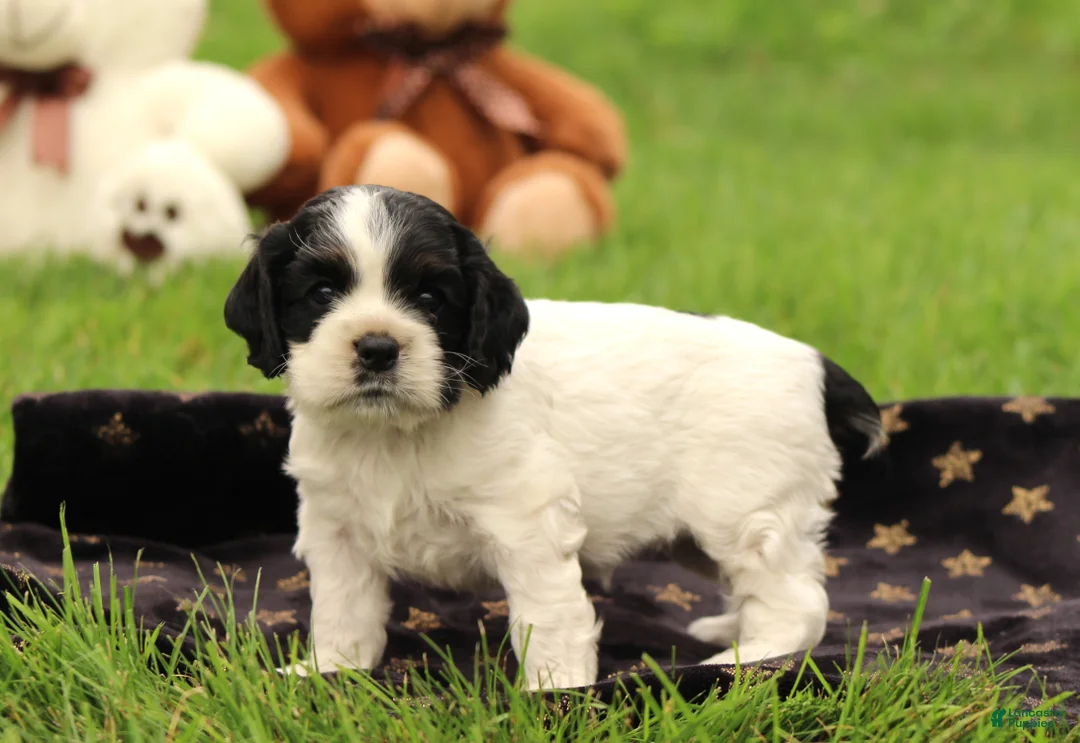 Cocker Spaniel dogs for sale: Willow - Ad 2