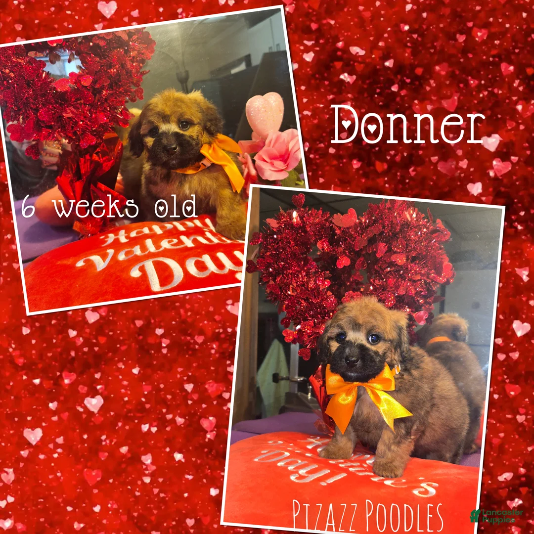 Miniature Poodle dogs for sale: Donner - Ad 1