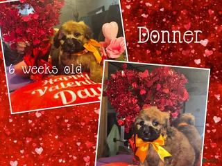 Miniature Poodle dogs Donner - Ad 22