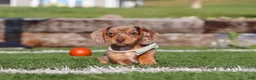 Miniature Dachshund dogs for sale: Buddy - Ad 4