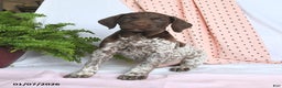 German Shorthaired Pointer dogs for sale: Atlas - Ad 3
