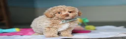 Mixed Breed dogs for sale: Sampson - Ad 4
