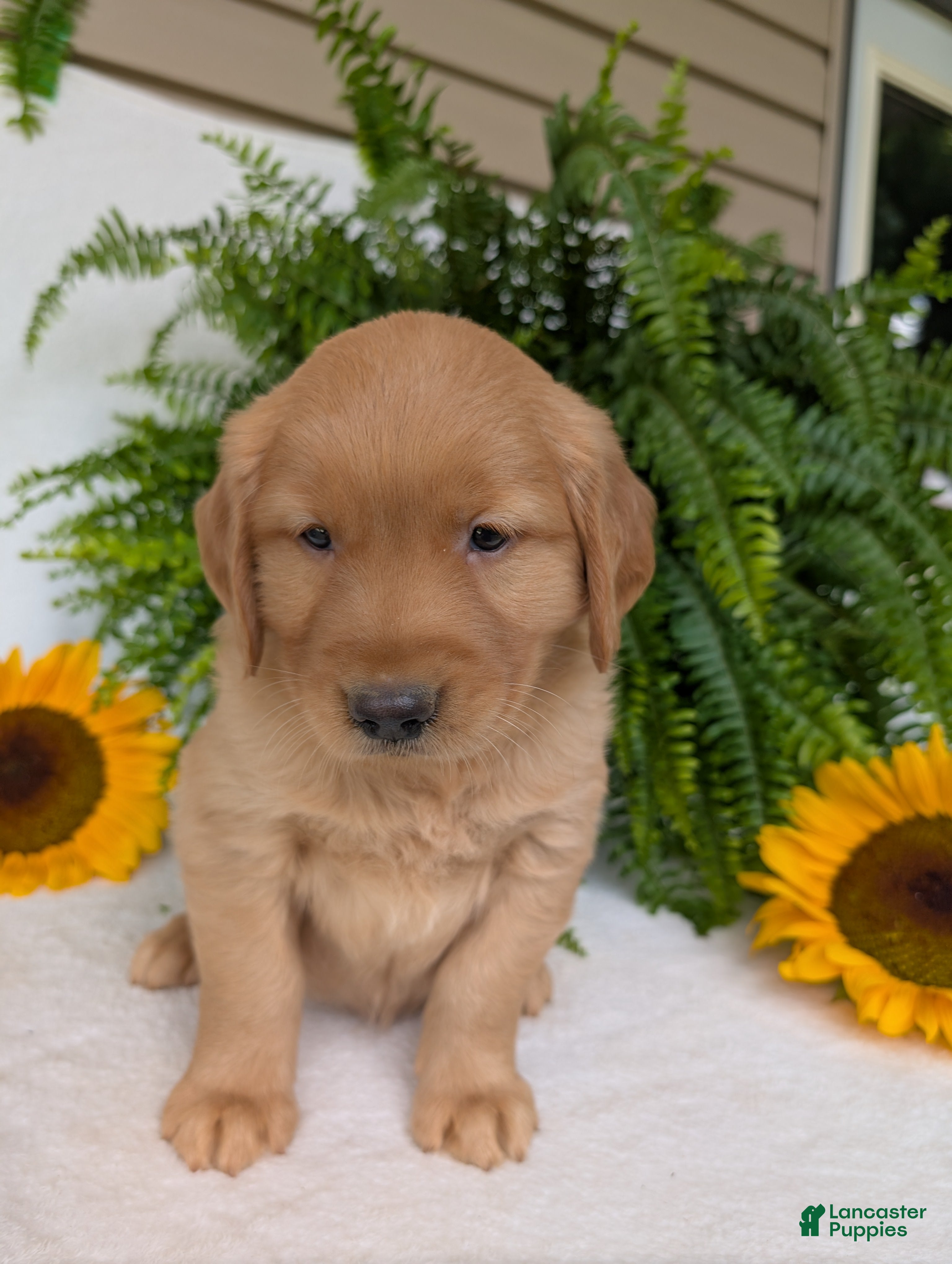 Golden Retriever dogs Shadow  - Ad 2