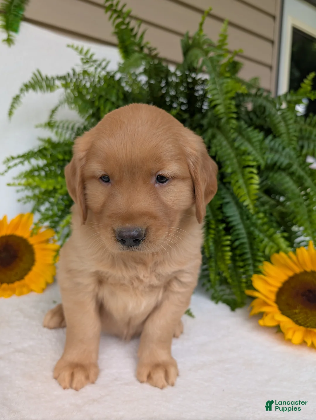 Golden Retriever dogs for sale: Shadow  - Ad 2