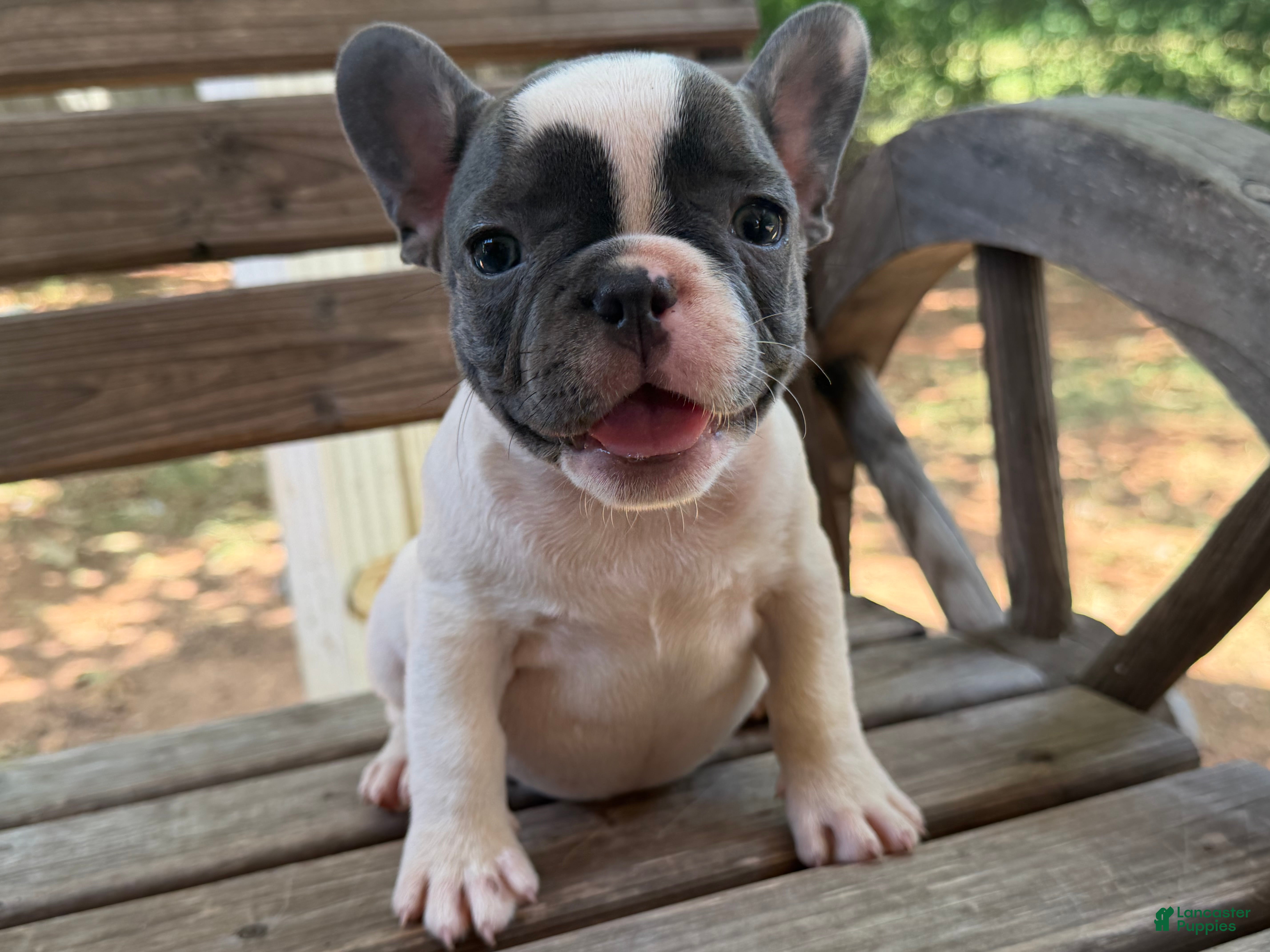 French Bulldog dogs Mad Max - Ad 40