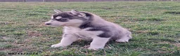 Gerberian Shepsky dogs for sale: Zeus - Ad 2