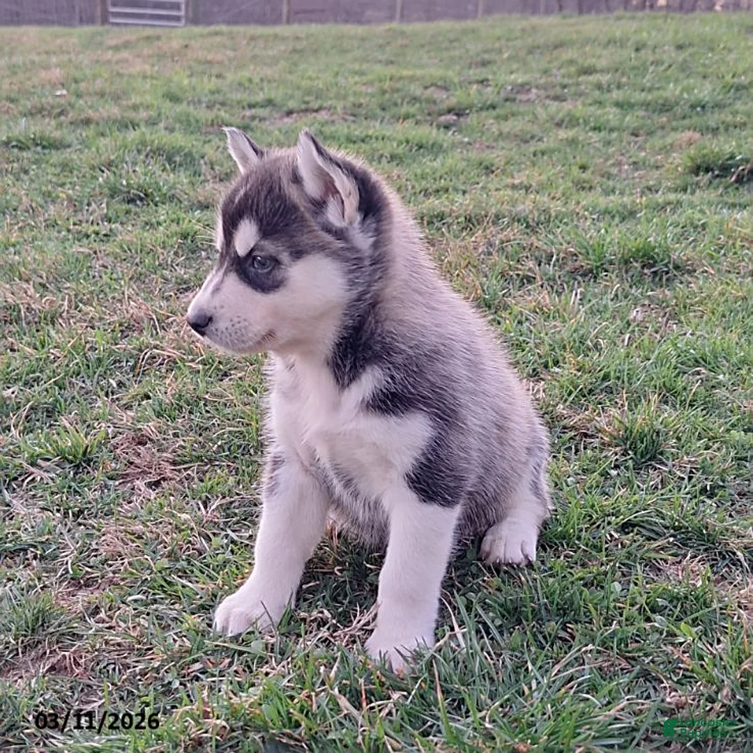 Gerberian Shepsky dogs for sale: Zeus - Ad 2