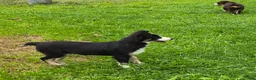 Australian Shepherd dogs for sale: Gail  - Ad 2