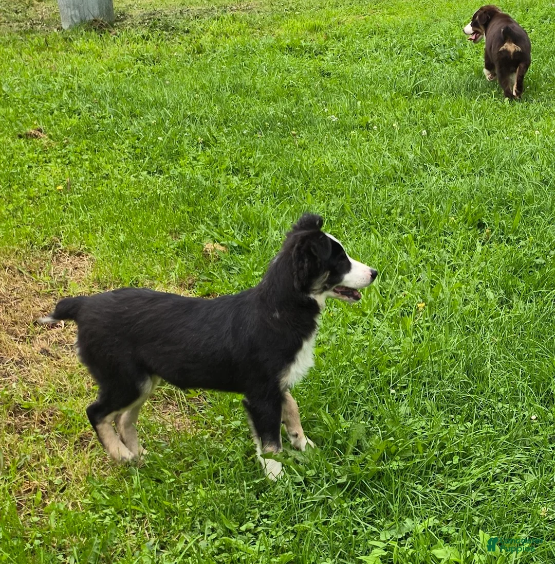 Australian Shepherd dogs for sale: Gail  - Ad 2