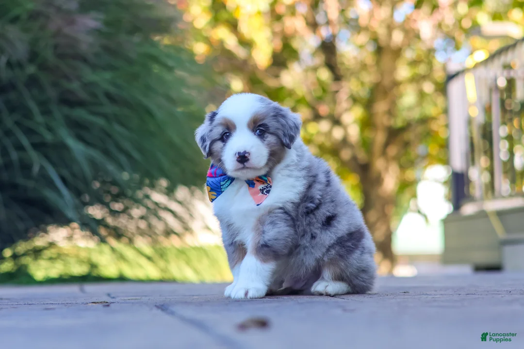 Miniature Australian Shepherd dogs for sale: Ruckus - Ad 5