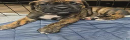 Cane Corso dogs for stud: Bam bam Italian cane corso  - Ad 11