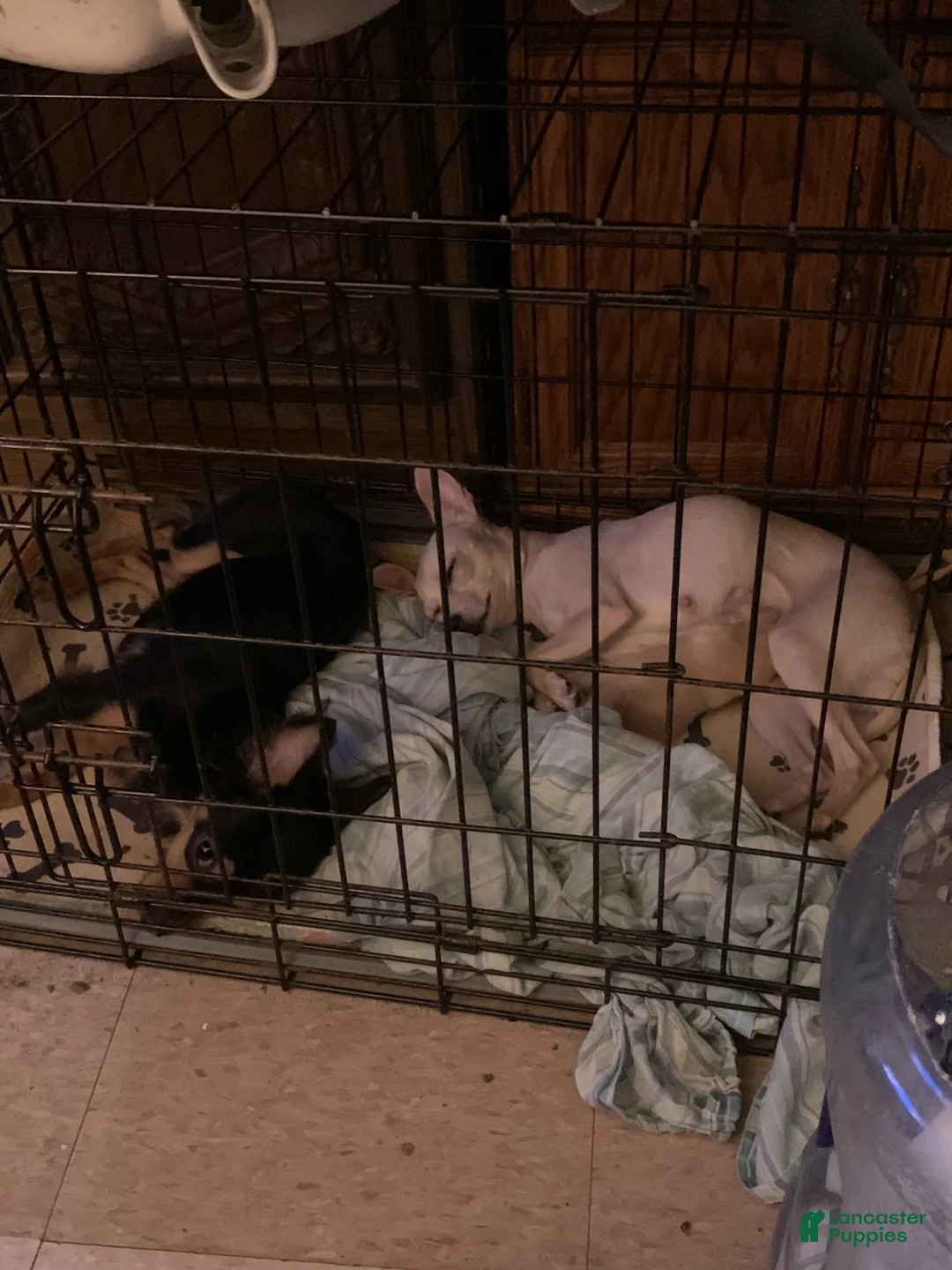 Chihuahua dogs for sale: Chihuahua Puppy 1 - Ad 7