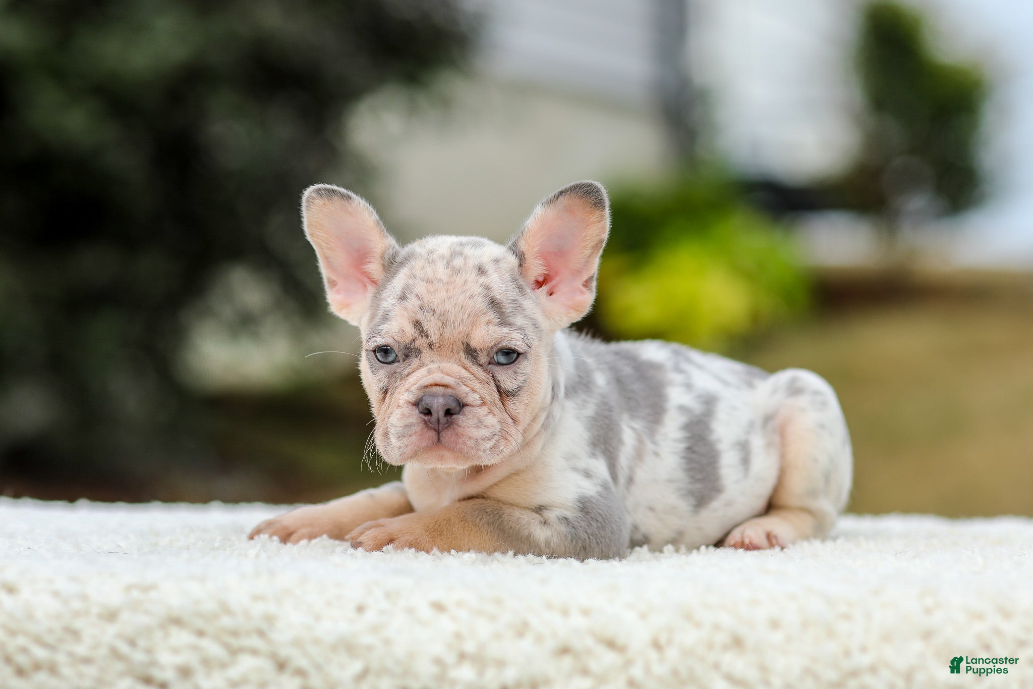 French Bulldog dogs Master – Lilac & Tan Merle - Ad 1