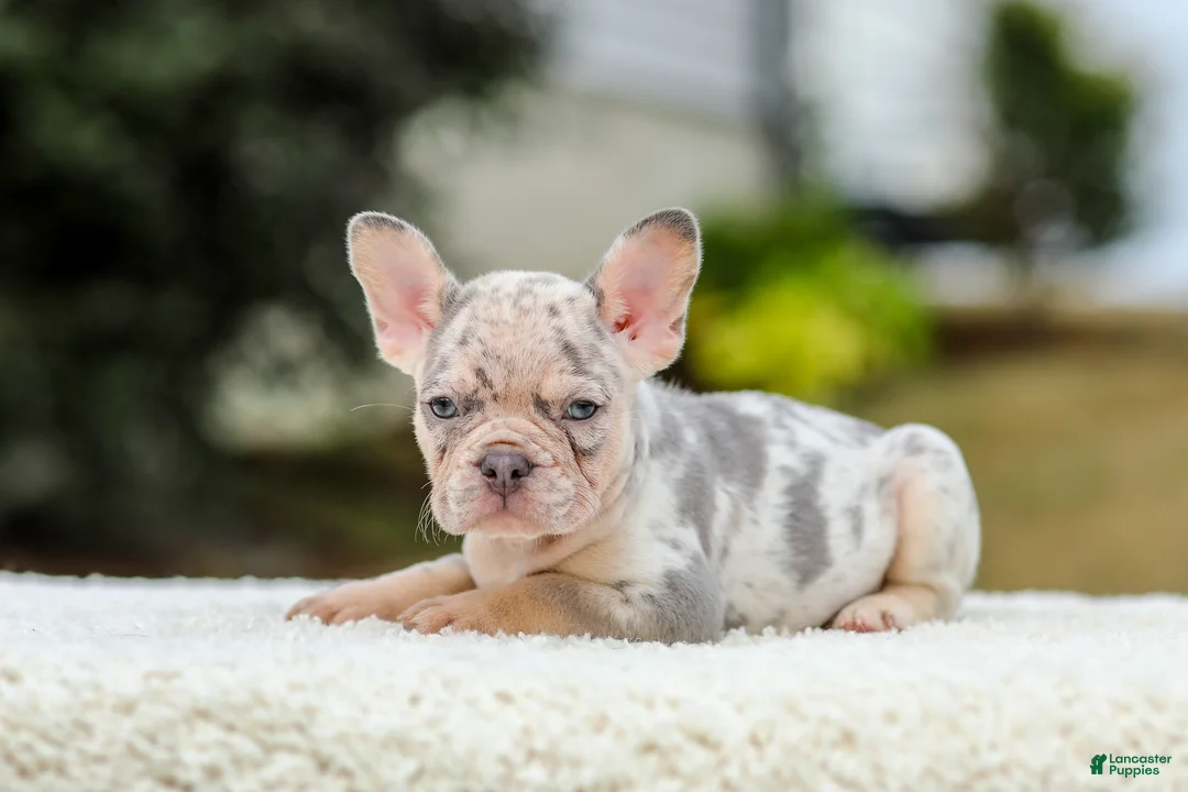 French Bulldog dogs for sale: Master – Lilac & Tan Merle - Ad 1