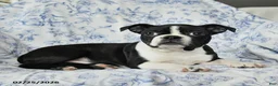 Boston Terrier dogs for sale: Christa - Ad 2
