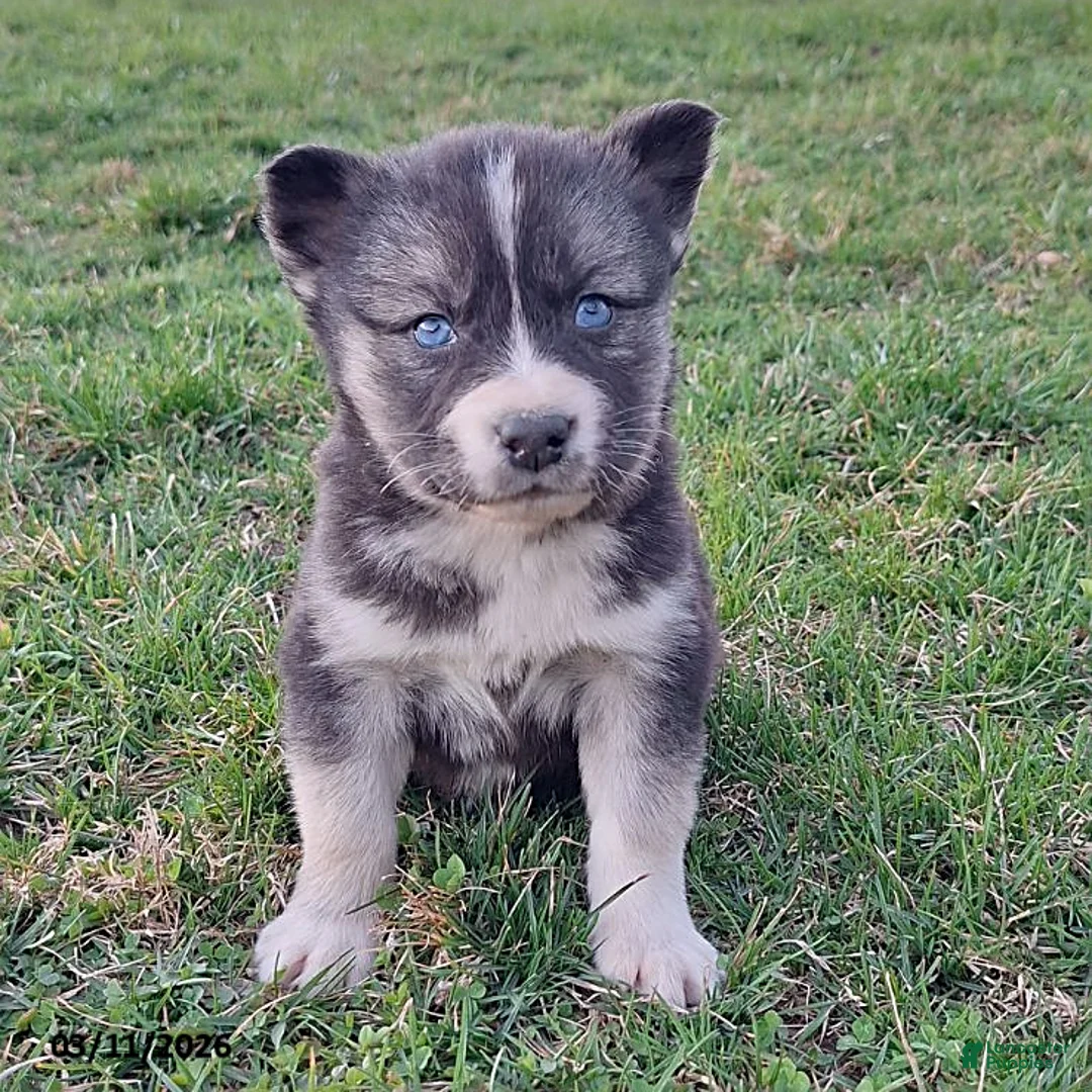 Gerberian Shepsky dogs for sale: Lilly - Ad 3
