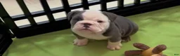 English Bulldog dogs for sale: English Bulldog Puppy 1 - Ad 3