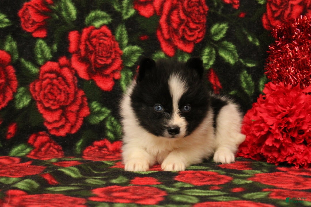 Pomsky dogs for sale: Drew - Ad 4