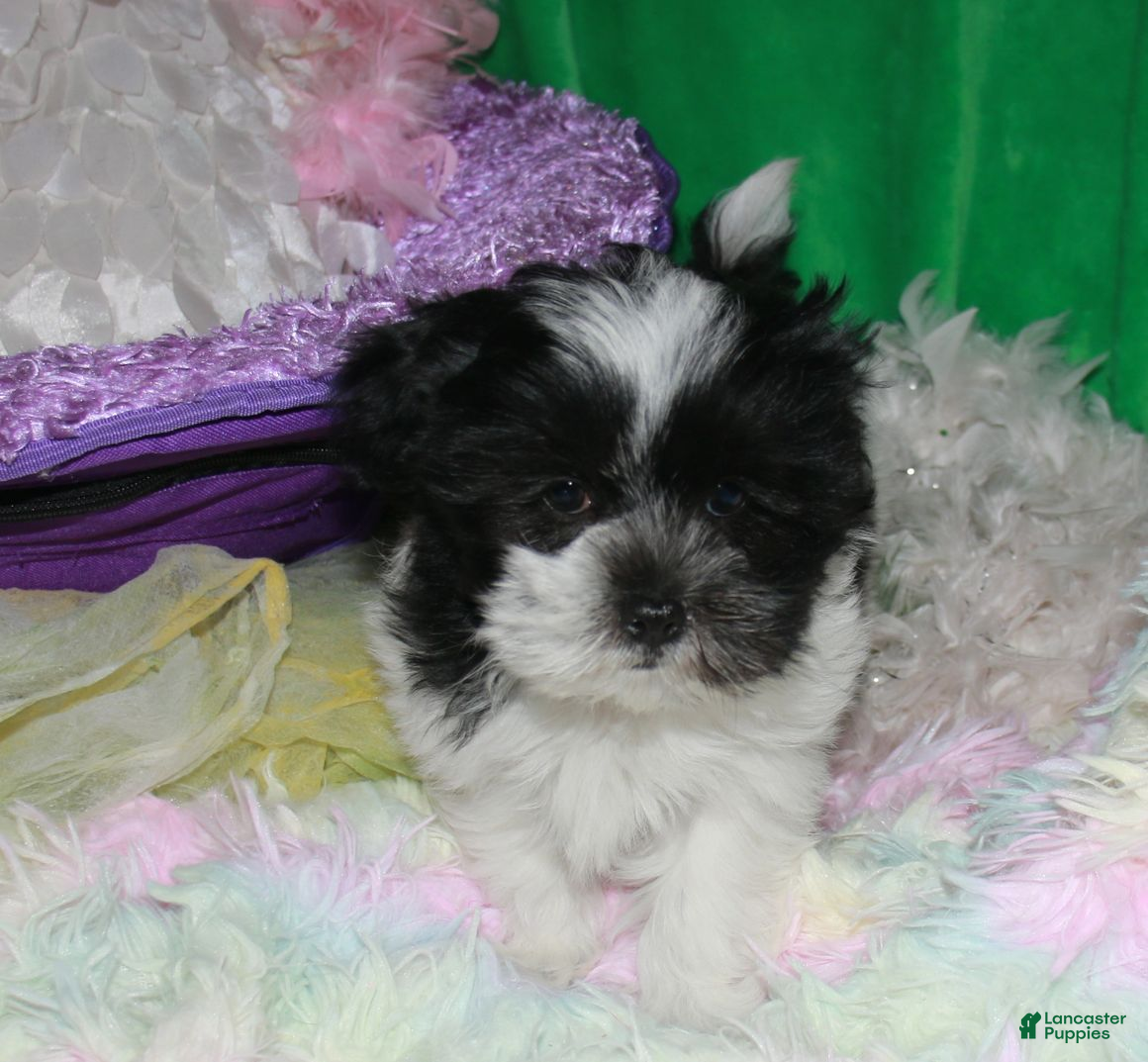 Shihpoo dogs Weston - Ad 1
