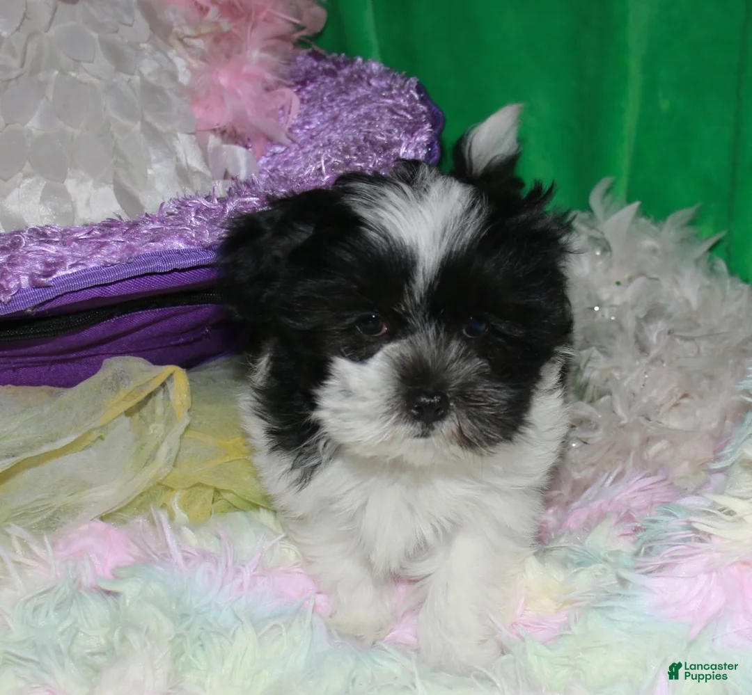 Shihpoo dogs for sale: Weston - Ad 1