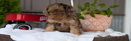Cockapoo dogs for sale: Baxter - Ad 3