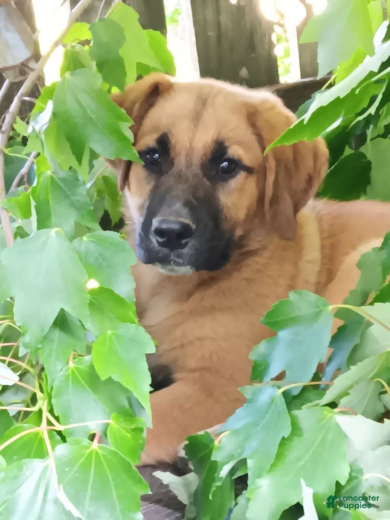 Mixed Breed dogs Ellie - Ad 2