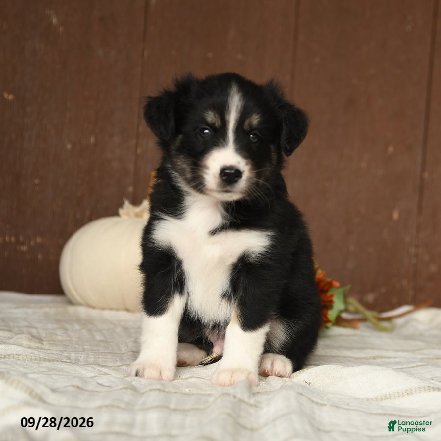 Mixed Breed dogs Almond - Ad 2