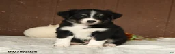 Mixed Breed dogs for sale: Almond - Ad 2