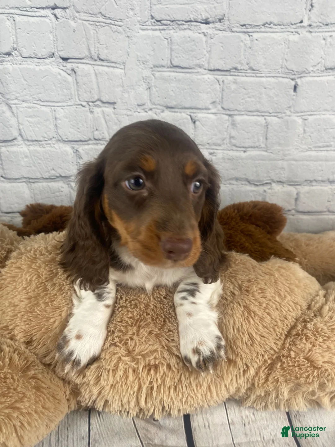 Miniature Dachshund dogs for sale: Chip - Ad 1