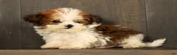 Havapoo dogs for sale: Tucker - available 8/17/26 - Ad 3