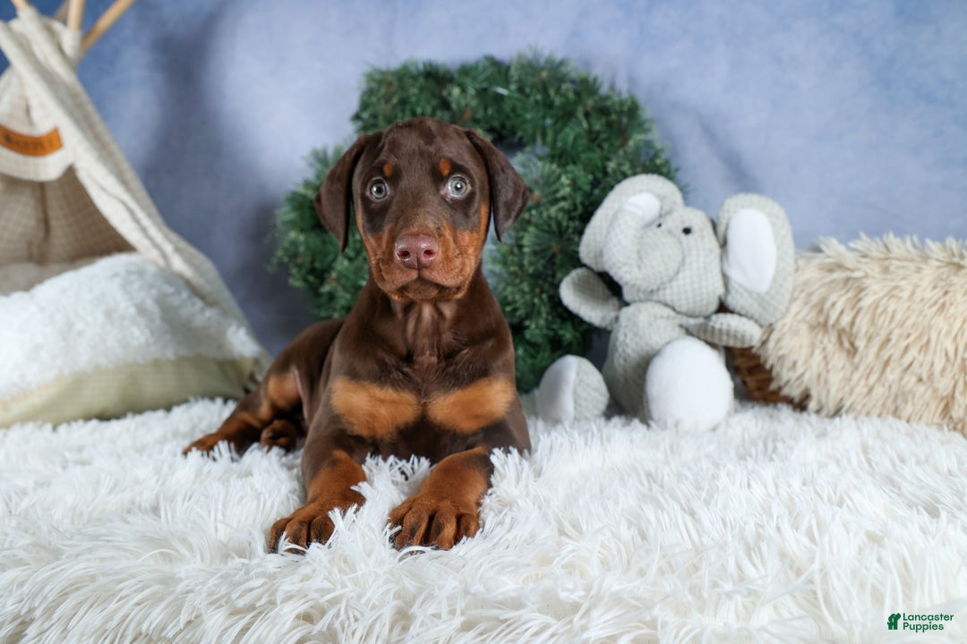 Doberman Pinscher dogs for sale: TASHA - Ad 20