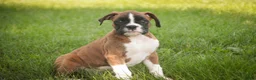Boxer dogs for sale: Brody - Ad 1