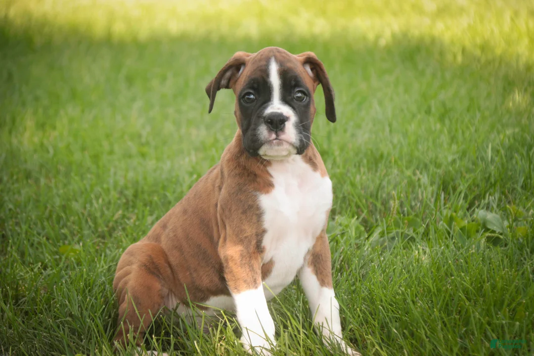 Boxer dogs for sale: Brody - Ad 1