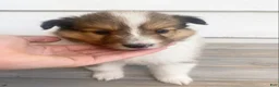 Shetland Sheepdog dogs for sale: Leif  - Ad 19