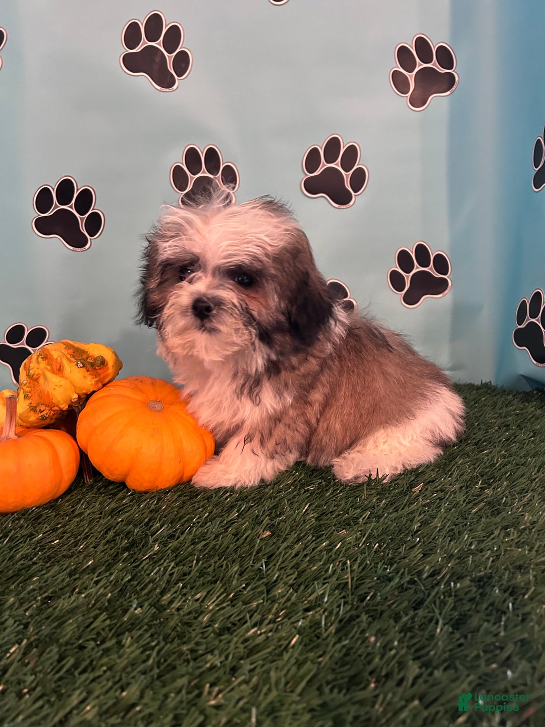 Teddy Bear dogs for sale: Royal  - Ad 12