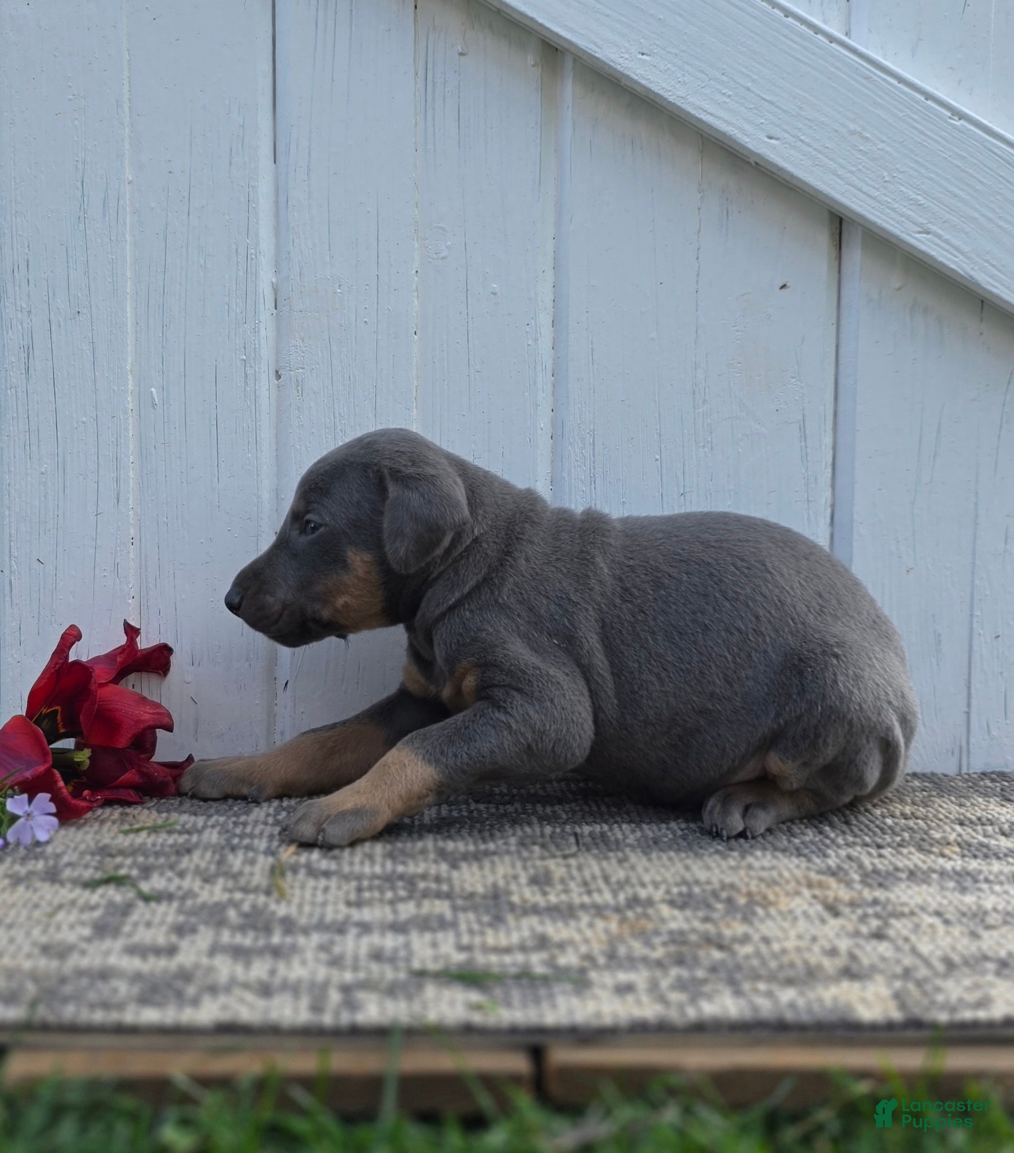 Doberman Pinscher dogs Jacob - Ad 2