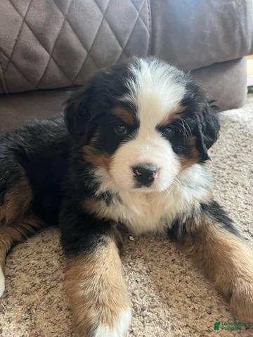 Bernese Mountain Dog dogs Duke - Ad 42