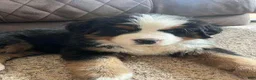 Bernese Mountain Dog dogs for sale: Duke - Ad 1