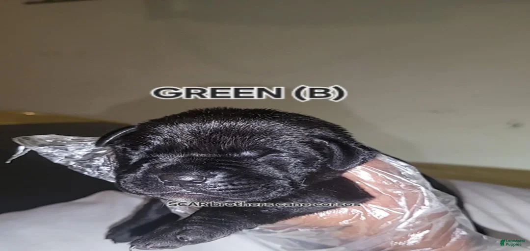 Gallery Image {{count}}