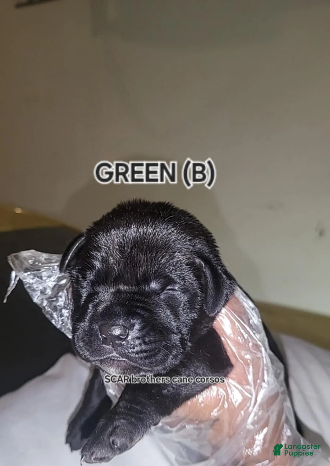 Gallery Image {{count}}