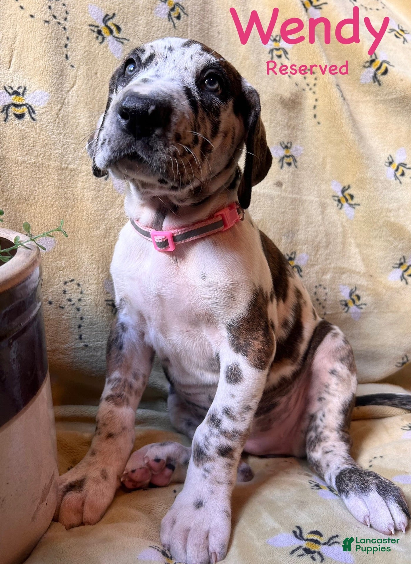 Great Dane dogs Wendy - Ad 31