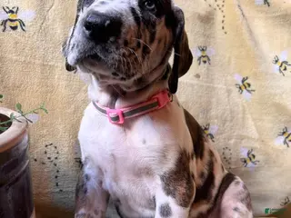 Great Dane dogs Wendy - Ad 31