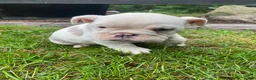 English Bulldog dogs for sale: Maverick - Ad 15