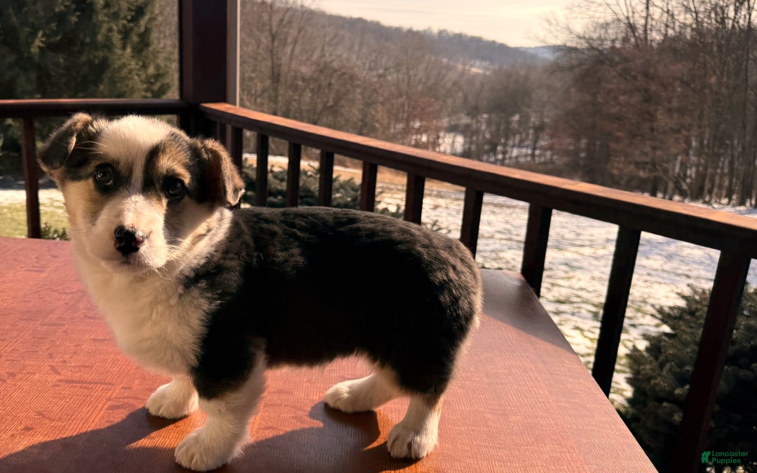 Welsh Corgi Pembroke dogs for sale: Welsh Corgi Pembroke Puppy 1 - Ad 7