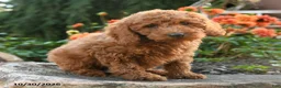 Mini Goldendoodle dogs for sale: Lydia - Ad 3