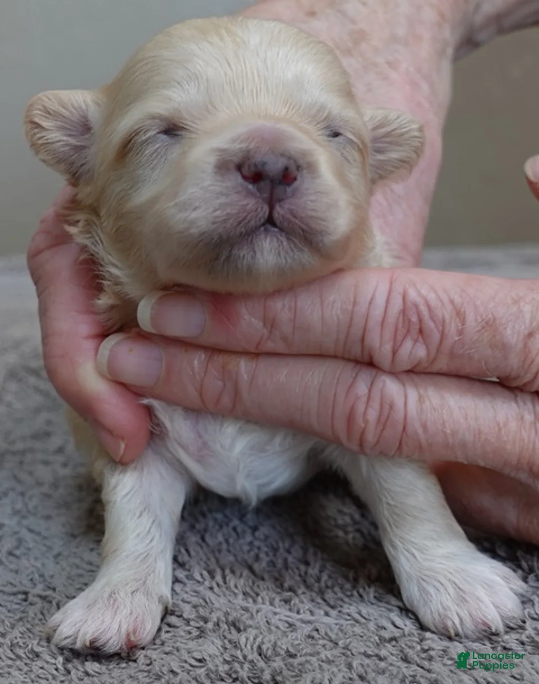 Maltipoo dogs for sale: Myles - Ad 1